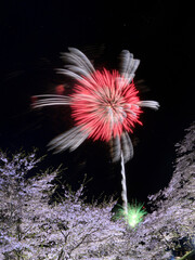 桜と花火