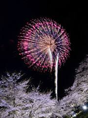 桜と花火