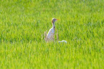 夏の田んぼ飛来したサギ