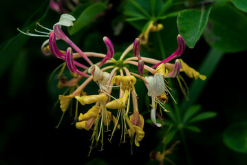 Fleur sauvage de Chevrefeuille de Toscane (Lonicera etrusca Santi) en Auvergne en gros plan
