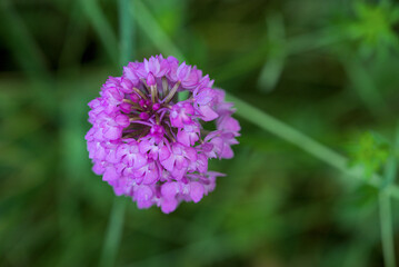 Orchidée pyramidale ou Orchis pyramidal (Anacamptis pyramidalis). Orchidée sauvage Européenne en gros plan, macro photographie