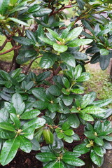 Close up of deep green color rododendron bushes on a summer day. Green grass on the back. Tallinn, Estonia. July 2024