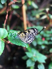 White and yellow butterfly on green leaf in greenhouse
