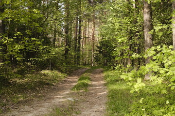 Fototapeta premium Path in the woods