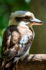 kookaburra, Australia
