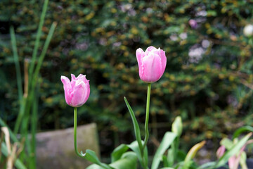 Cute pink tulips in the backyard garden