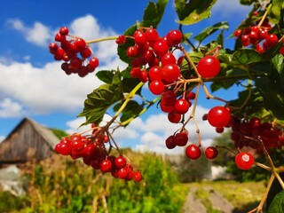 Red Viburnum Berries on a Bush With a Vibrant Blue Sky in the Background on a Sunny Day