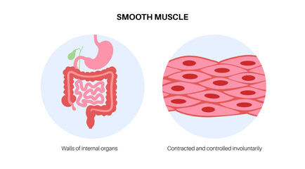 Smooth muscle tissue