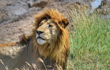 A majestic lion resting in the Serengeti, Tanzania