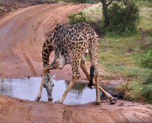 A giraffe drinking from a puddle in the Maasai Mara, Kenya