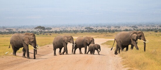 A herd of elephants in Amboseli National Park, Kenya
