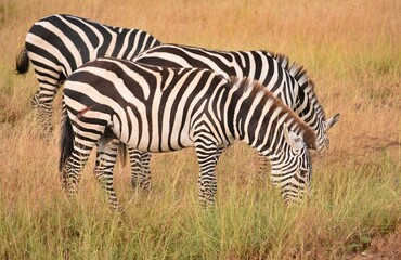 Two zebras grazing in the Serengeti, Tanzania