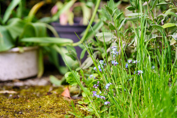 Blue Brunnera Flowers in Backyard Garden. Colorful Flora in the Garden