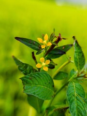beautiful yellow wild flower plant