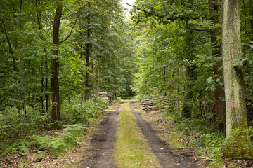 Las, droga w lesie © mydayphoto