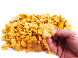 One mushroom in a hand with forest dirt and a pile of fresh golden color chanterelle mushrooms on white background. Raw wild product gathered in a forest for cooking. Nature organic seasonal food.