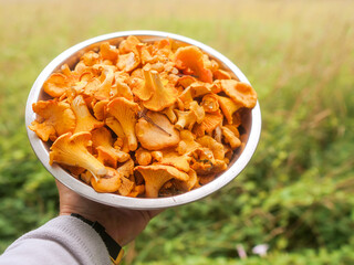 Metal stainless bowl full with fine golden chanterelle mushrooms in a person hand, bright green field out of focus. Tasty nature product collected in clean forest for cooking. Fine organic food.