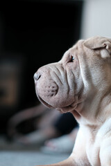 Shar Pei
