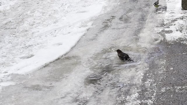 Bird bathes in puddle on icy road in winter, capturing natural behavior in cold environment