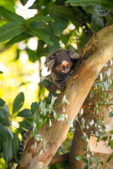 Monkey at Sugar Loaf Mountain in Rio de Janeiro, Brazil. Common Marmoset Monkey