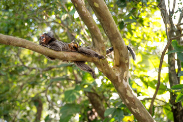 Common Marmoset Monkey, Rio de Janeiro, Brazil