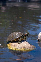 Turtle Perched on a Rock