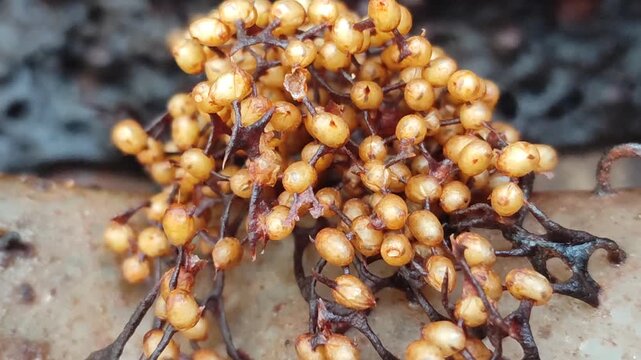 trigona honey on the nest