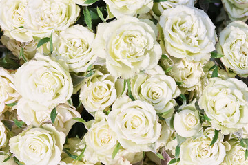 White roses background. Greeting card. Copy space, top view