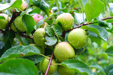 Green apples on their tree, wet from heavy rain.