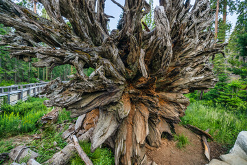 Sequoia Fallen Monarch in the Mariposa Grove, Yosemite National Park