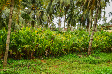 Obraz premium Coconut plant nursery