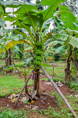 Banana cultivation