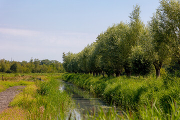 Obraz premium Dutch summer polder landscape with green grass feild, Small canal or ditch with Pollarded trees, Willows also called sallows and osiers of the genus Salix, Typical countryside, Overijssel, Netherlands