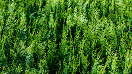 Green leaves in the garden, Chamaecyparis lawsoniana, Port Orford cedar or Lawson cypress is a species of conifer in the genus Chamaecyparis, Family Cupressaceae, Natural greenery pattern background.