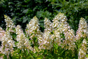 Selective focus bushes of Hydrangea paniculata flowers in the garden, White cream hortensia, Panicled hydrangea is a species of flowering plant in the family Hydrangeaceae, Natural floral background.