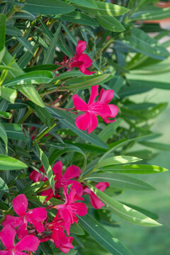 dark pink flowers Nerium oleander, poisonous ornamental shrub containing oleandrin, cornerin, cardiac glycosides, in case of poisoning there is a disturbance in heart rhythm, natural floral background