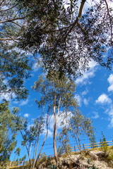 Obraz premium ALBERI DI EUCALIPTO