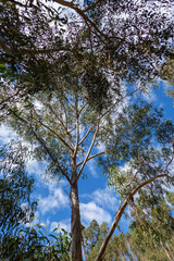 ALBERI DI EUCALIPTO