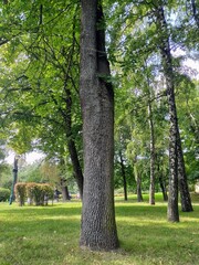tree in the park