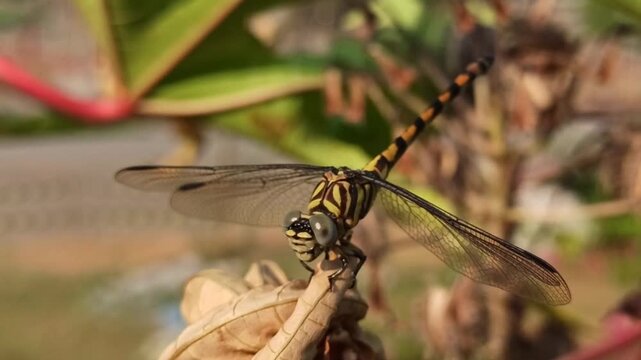 dragonfly on tree