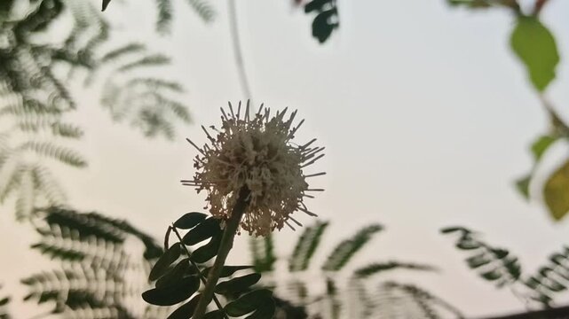 Leucaena leucocephala flower