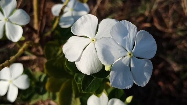 white Catharanthus roseus
