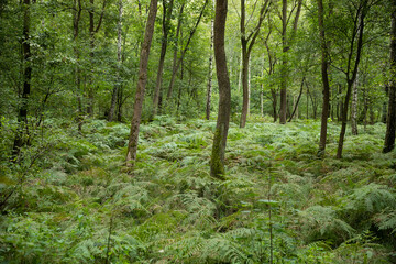 Las zielony, zieleń, leśny krajobraz © mydayphoto