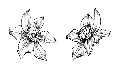 Set of black and white daffodil flower buds in silhouette. Monochrome outline drawing of narcissus engraving. Hand drawn vector illustration. Clip art for coloring, design, cards, packaging, labels