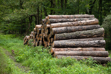 Drewno w lesie, ścięte drzewa las wycinka drewna, drewno na opał, tartak