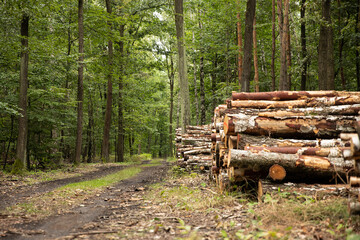 Drewno w lesie, ścięte drzewa las wycinka drewna, drewno na opał, tartak
