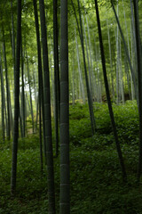 Fototapeta premium Bamboo Forest in Kyoto