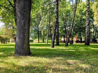 Park in the city center in sunny summer day. Green grass and trees.