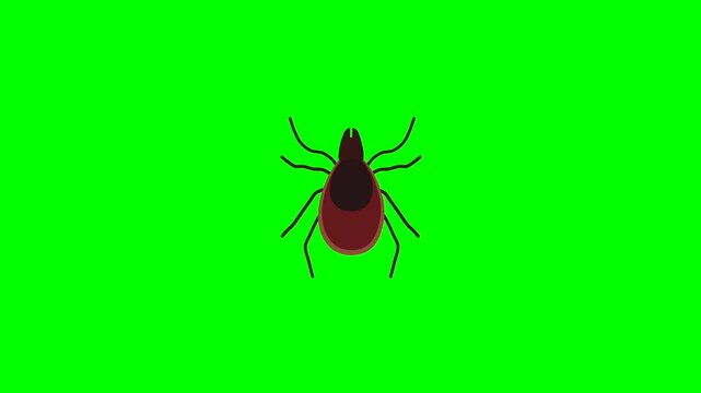 Animated tick animal appearing on screen. White background and green screen background.