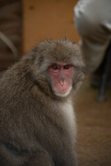 Iwatayama Monkey Park